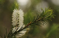 renforcer système immunitaire plantes arbre à thé