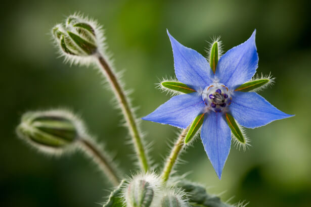 fleur comestible ; bourrache
