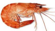 crevette-gambas-madag.jpg