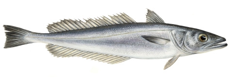 hake.jpg