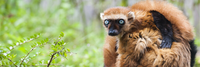 extinction zoos