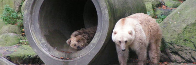 Grolar ou pizzly, l’ours du changement climatique ? Grolar ou pizzly, l’ours du changement climatique ?