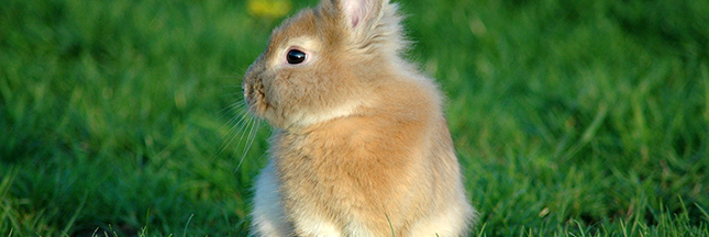 Animaux domestiques ou sauvages : qui est le plus lourd ? Animaux domestiques ou sauvages : qui est le plus lourd ?