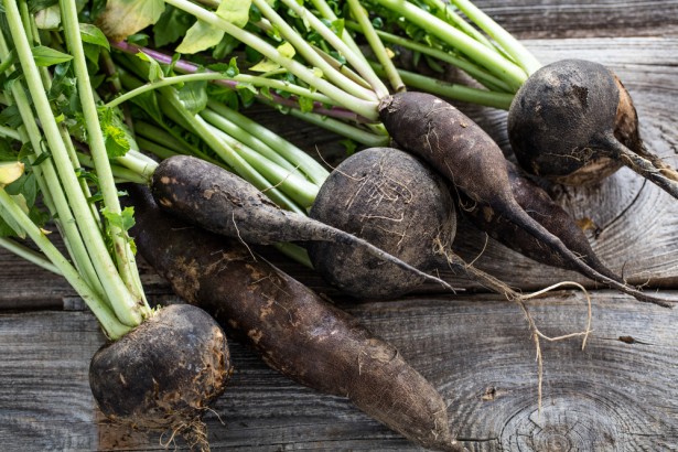 légumes oubliés, radis noir