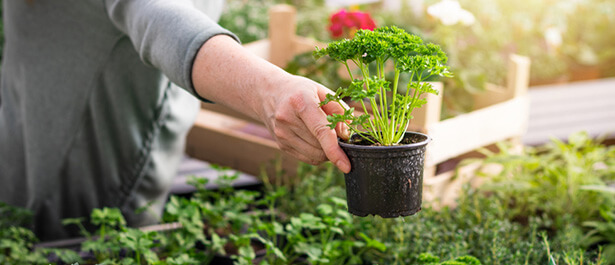 bienfaits du persil jardin
