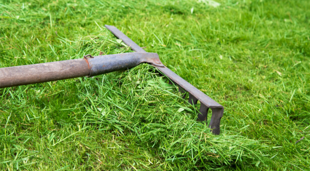 paillage tonte de pelouse pailler potager jardin bio