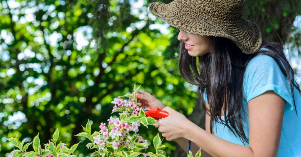 Soins naturels : cultivez votre beauté… avec les fleurs de votre jardin Soins naturels : cultivez votre beauté… avec les fleurs de votre jardin