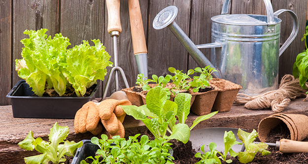 Les bons outils ne font pas le bon jardiner, mais ça aide © Shutterstock http://www.shutterstock.com/fr/pic-246478135/stock-photo-seedlings-of-lettuce-with-gardening-tools-outside-the-potting-shed.html