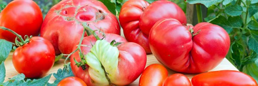 La campagne française pour les fruits et légumes moches conquiert les USA La campagne française pour les fruits et légumes moches conquiert les USA