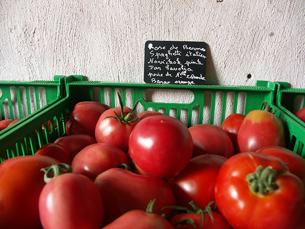 variétés de tomates bio monde entier culture france ferme