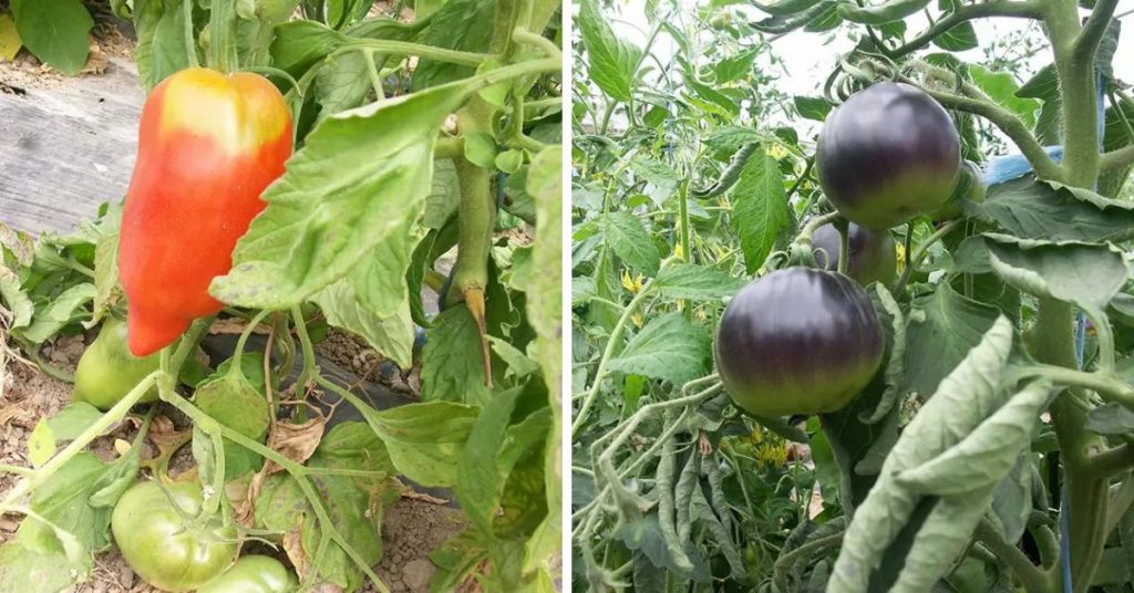 15 variétés de tomates étonnantes au potager ! 15 variétés de tomates étonnantes au potager !