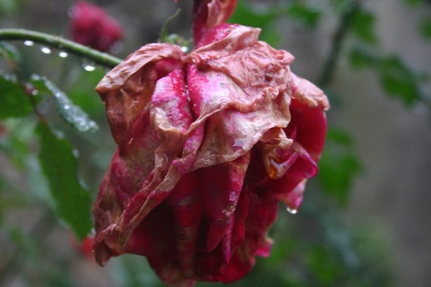 que faire au jardin en novembre