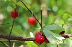 renforcer système immunitaire plantes acerola