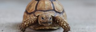 10 conseils pour adopter une tortue et en prendre soin