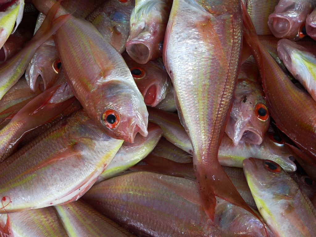 Le poisson, noyé dans la mondialisation Le poisson, noyé dans la mondialisation