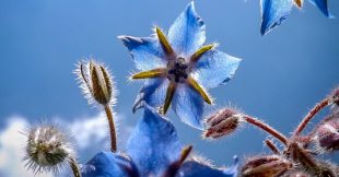 Plante médicinale : la bourrache, petite fleur bleue qui rend heureux