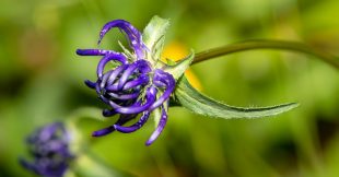 L'harpagophytum ou 'griffe du diable', plante médicinale surprenante