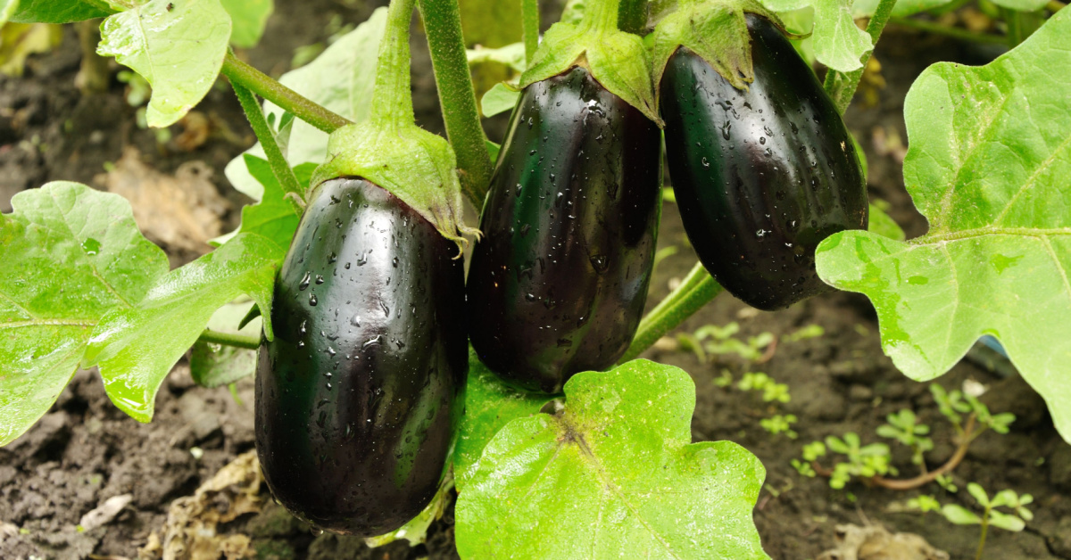 semis d'aubergine