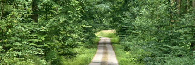 L’Homme et la forêt : quelle alliance face aux changements climatiques ? L’Homme et la forêt : quelle alliance face aux changements climatiques ?