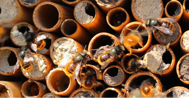 hôtel à insecte