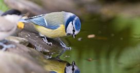 Nos formidables alliés en lutte biologique – La mésange