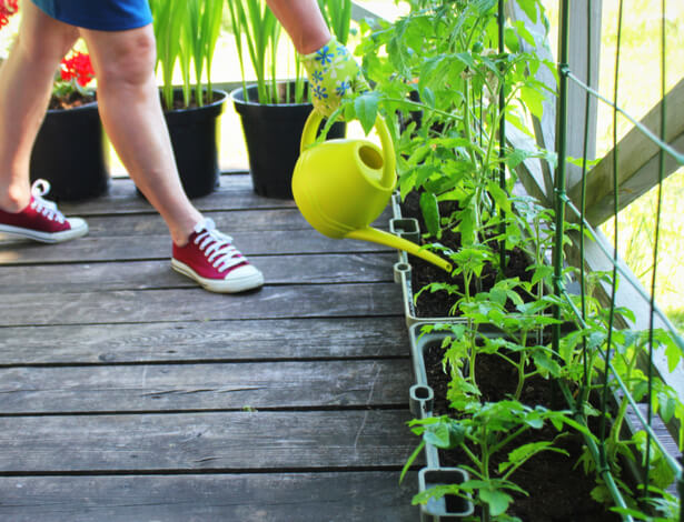 faire pousser des tomates sur son balcon