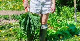 Utiliser les feuilles de rhubarbe : 5 astuces surprenantes et pratiques à la maison et au jardin