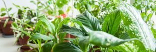 Les soins à apporter aux plantes d'intérieur en juin