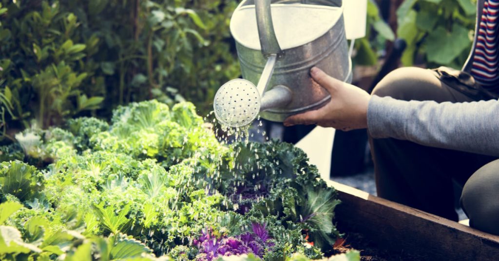 Au jardin en juillet : que planter ou semer au potager et au verger ? Au jardin en juillet : que planter ou semer au potager et au verger ?