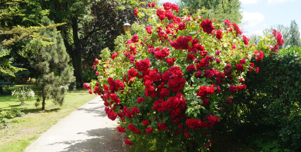 taille des rosiers