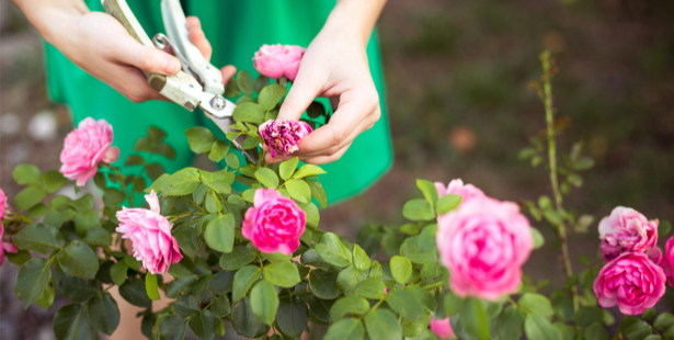 taille des rosiers