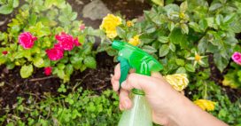 Comment fabriquer son propre insecticide naturel ?