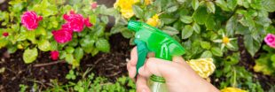 Comment fabriquer son propre insecticide naturel ?