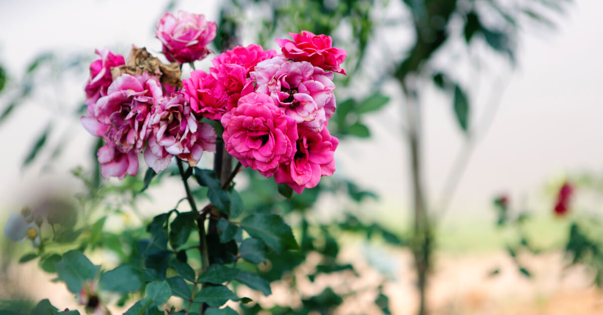 Jardinage : en août, enlevez les fleurs fanées, mais pas n’importe comment Jardinage : en août, enlevez les fleurs fanées, mais pas n’importe comment