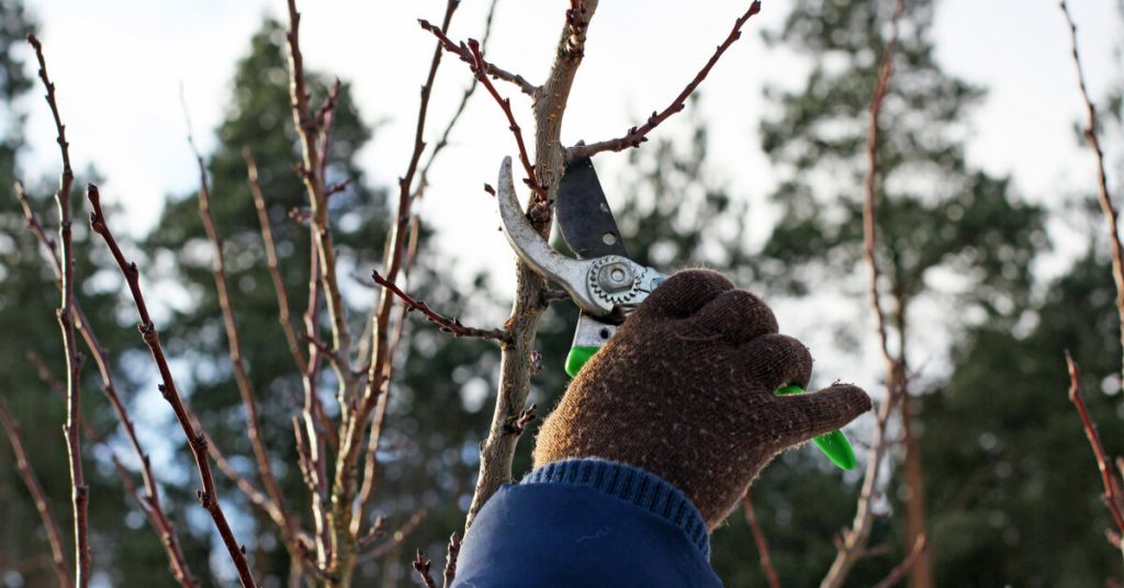 Taille des arbres fruitiers : tous les conseils pour bien s’y prendre Taille des arbres fruitiers : tous les conseils pour bien s’y prendre