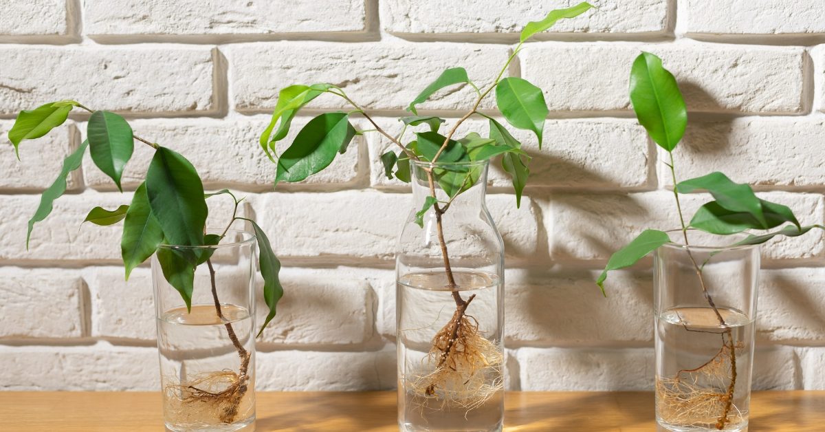 Bouturer un ficus Benjamina au mois de juin Bouturer un ficus Benjamina au mois de juin
