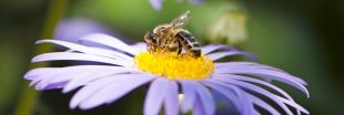 journée mondiale des abeilles : 6 gestes simples pour aider les abeilles