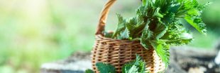14 plantes sauvages comestibles : guide pratique