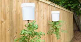 Faire pousser des tomates à l’envers, oui… mais attention !