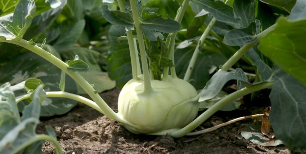 un chou rave au potager