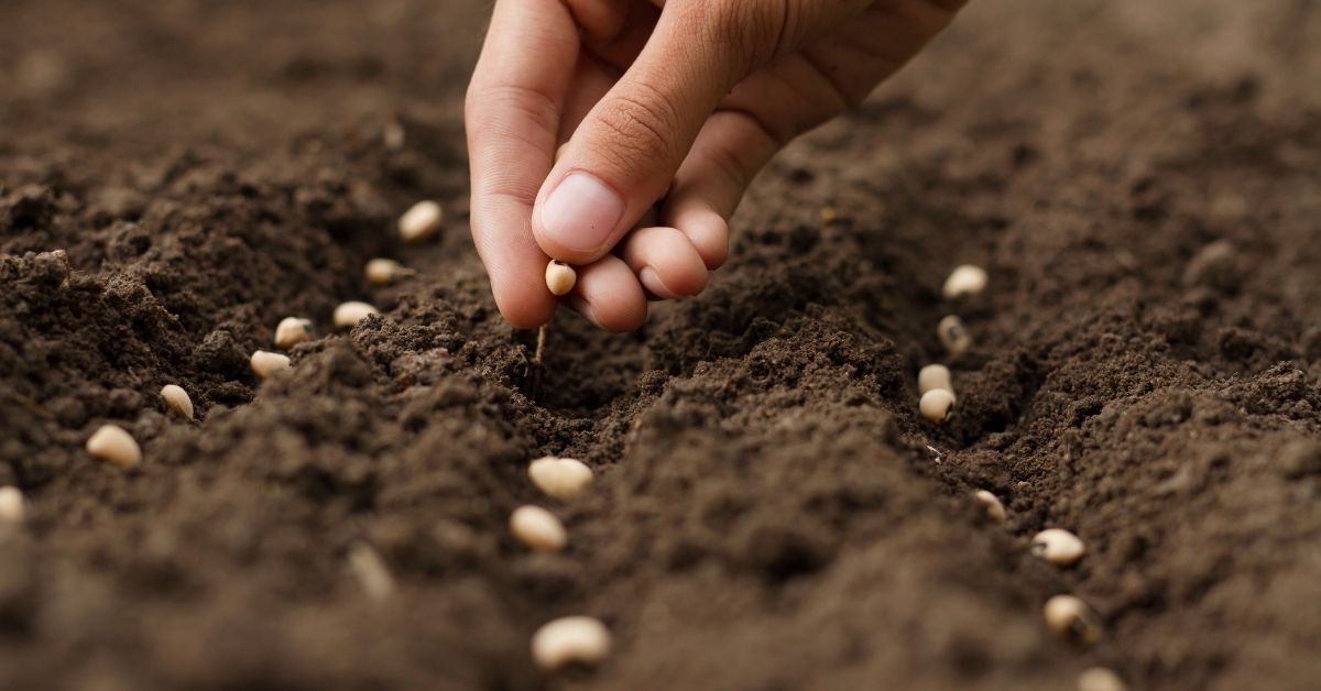 Semis d’été : préparer son potager d’automne, c’est maintenant ! Semis d’été : préparer son potager d’automne, c’est maintenant !