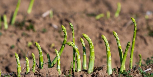 L'asperge, un légume perpétuel.