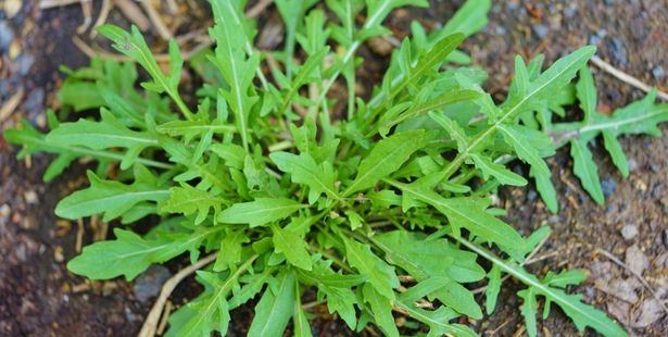 La roquette, légume perpétuel
