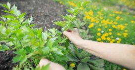 Potager : 10 légumes perpétuels qui repoussent chaque année
