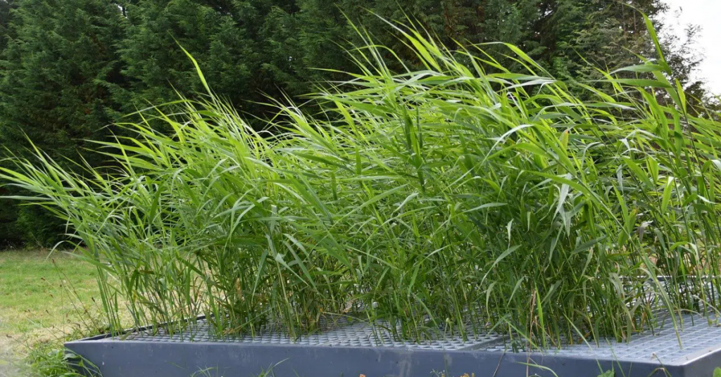 Pollution : quand la nature répare nos dégâts