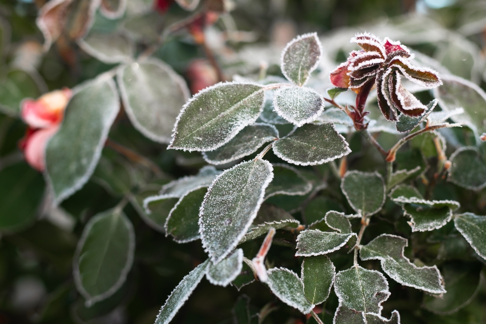 Préparer les rosiers pour l'hiver