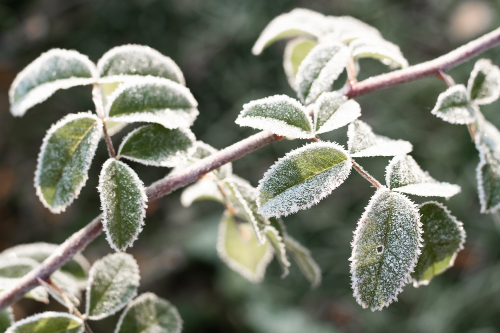 Protéger les rosiers en hiver