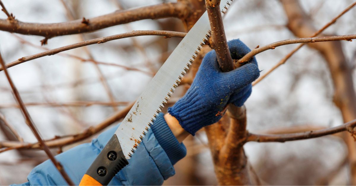 Couper les branches de l’arbre voisin qui dépassent chez soi : attention à l’amende élevée Couper les branches de l’arbre voisin qui dépassent chez soi : attention à l’amende élevée