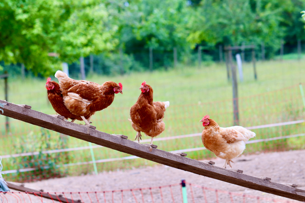 Installer des poules dans son jardin