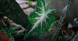 10 plantes d’intérieur qui survivent même dans les pièces les plus sombres